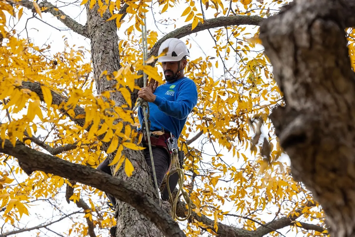 Skilled Tree Trimming crew working in Echo Lake